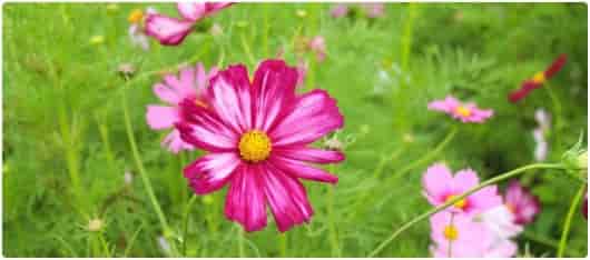 芳疗小知识|植物科属 - 拉丁学名