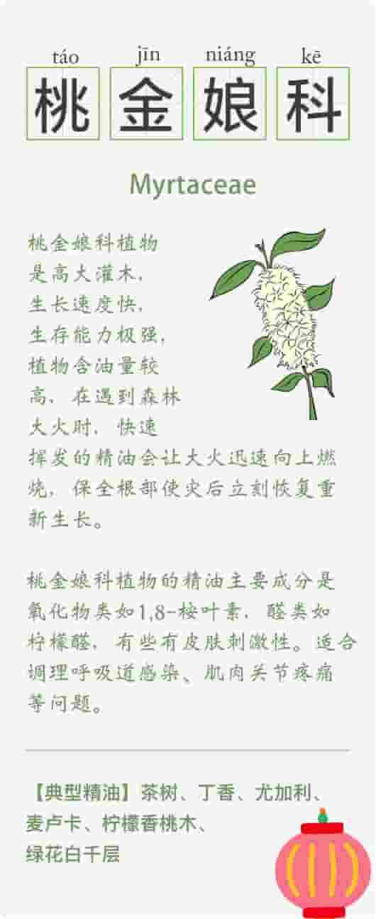 精油的15种植物科属知识卡 系列一