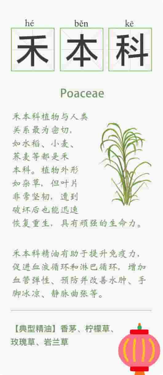 精油的15种植物科属知识卡 系列一