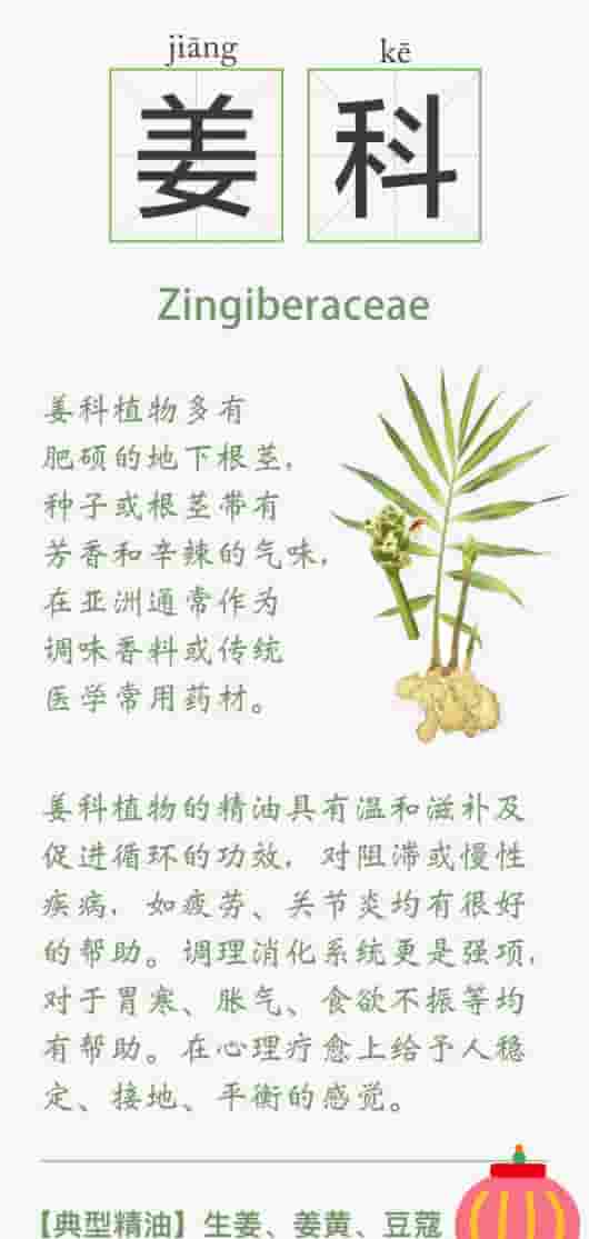 精油的15种植物科属知识卡 系列一