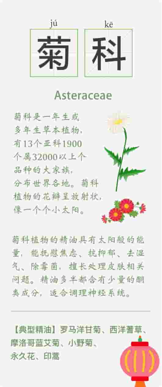 精油的15种植物科属知识卡 系列一