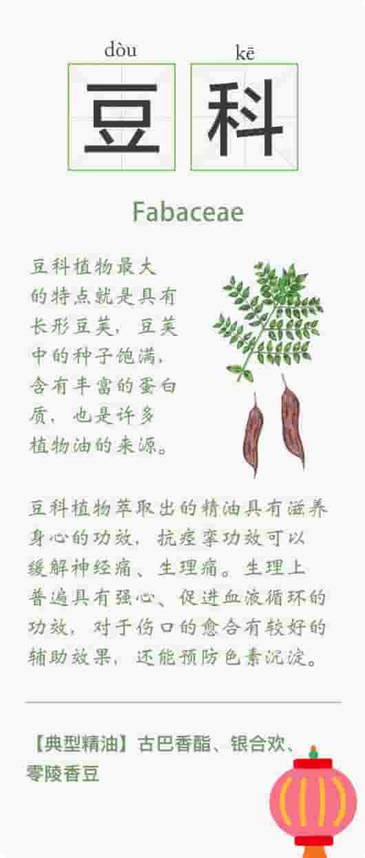 精油的15种植物科属知识卡 系列一