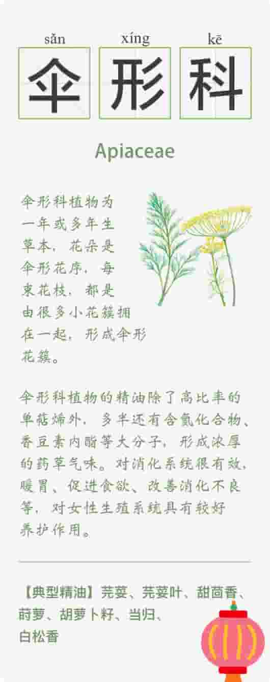 精油的15种植物科属知识卡 系列一