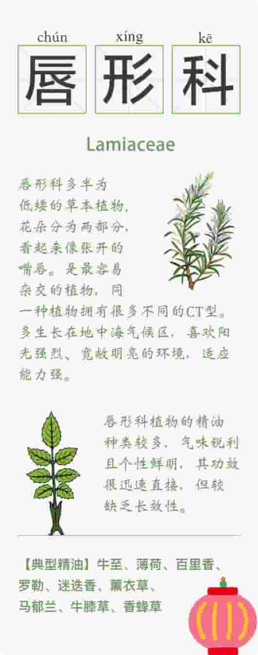精油的15种植物科属知识卡 系列一