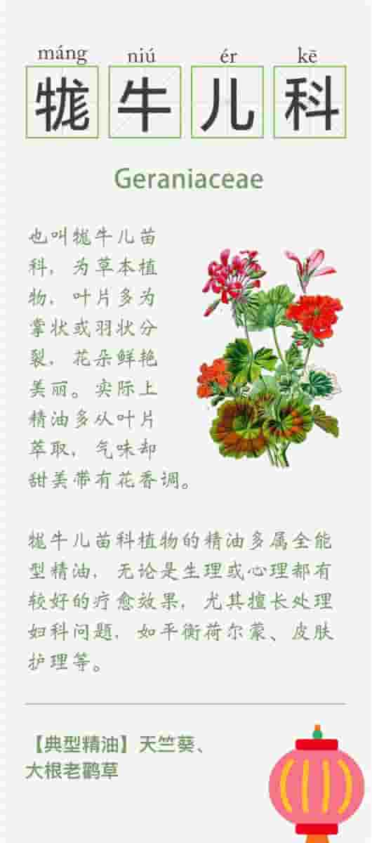 精油的15种植物科属知识卡 系列一