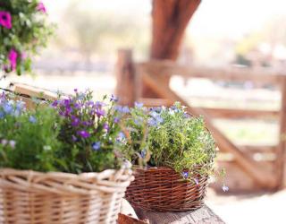 芳香疗法知识之入门篇