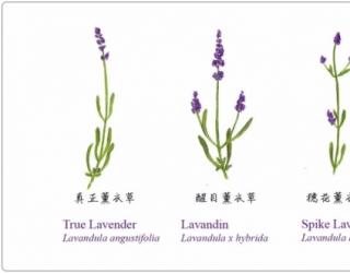 芳疗小知识｜植物科属 - 拉丁学名