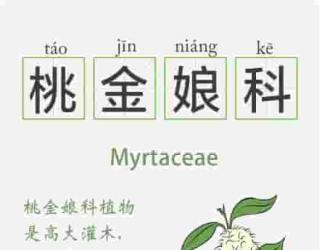 精油的15种植物科属知识卡  系列一