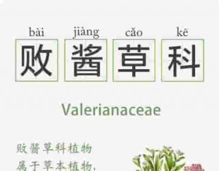 精油的15种植物科属知识卡  系列一