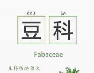 精油的15种植物科属知识卡  系列一