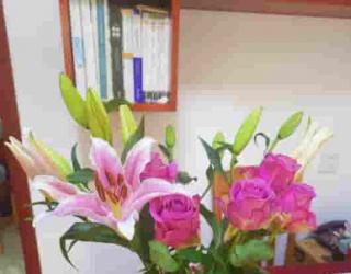 芳疗小知识 - 精华油、单方油、复方油……这么多名词究竟讲的是什么？ 