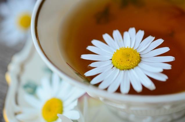 使用洋甘菊精油缓解头痛问题(今日研究)