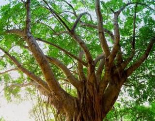 什么是Cabreuva？