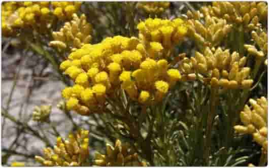 芳疗小知识|双酮&三酮