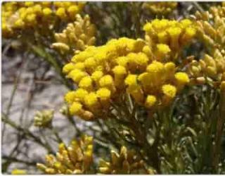 芳疗小知识｜双酮&amp;三酮