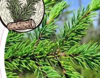 什么是云杉精油