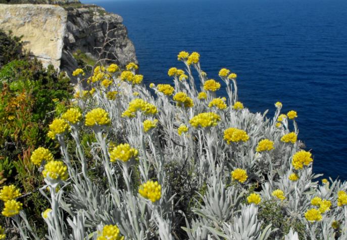 蜡菊:它是什么以及为什么它对你的皮肤有好处