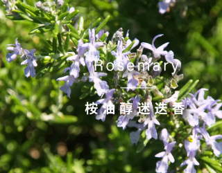 精油百科｜桉油醇迷迭香