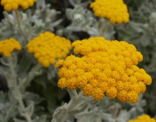 什么是蜡菊精油（怎么提取来的）