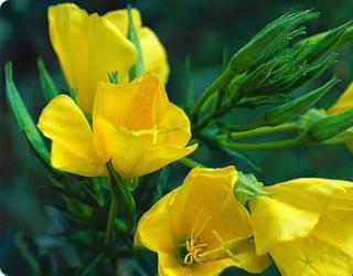 【芳疗基础知识】精油使用途径