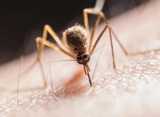 为什么蚊子比其他人更容易咬一些人?