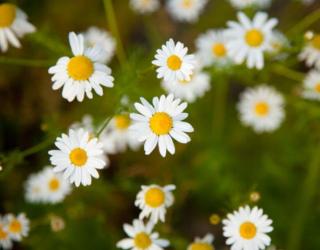 长期使用洋甘菊护肤品好吗(洋甘菊护肤品能长期使用吗)