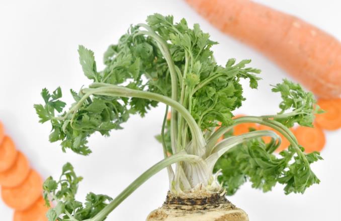 萝卜硫素是什么?有什么好处?