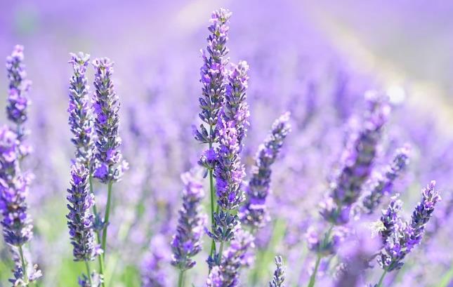 使用薰衣草精油治疗湿疹和皮肤干燥