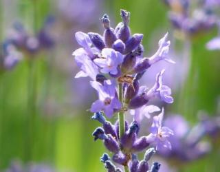 如何针对皮肤问题使用薰衣草精油