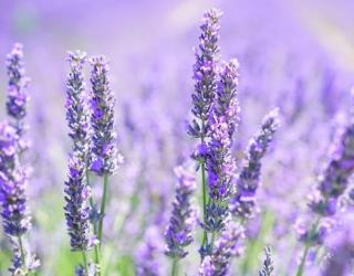 使用薰衣草精油治疗湿疹和皮肤干燥