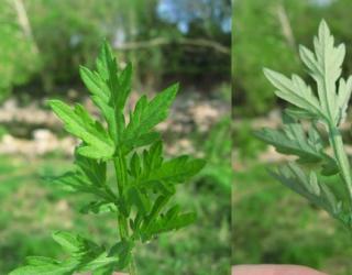 艾草纯露的正确使用方法(艾草纯露怎么用)