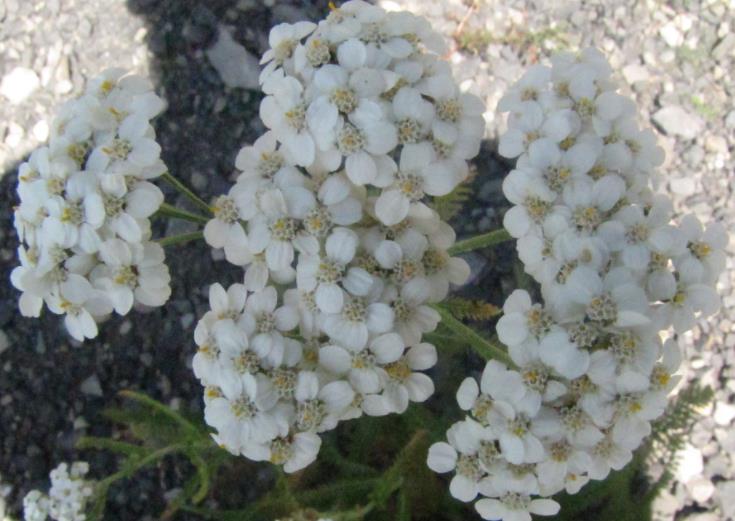 西洋蓍草石榴籽精油怎么用(使用方法)