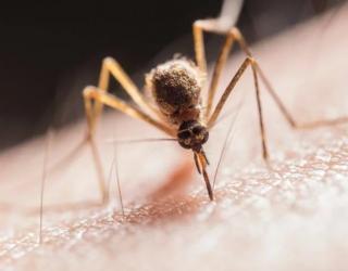 为什么蚊子总是咬我？