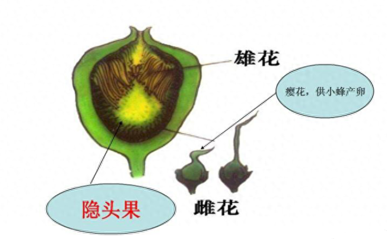 劝你多吃无花果的理由,1个就够了!