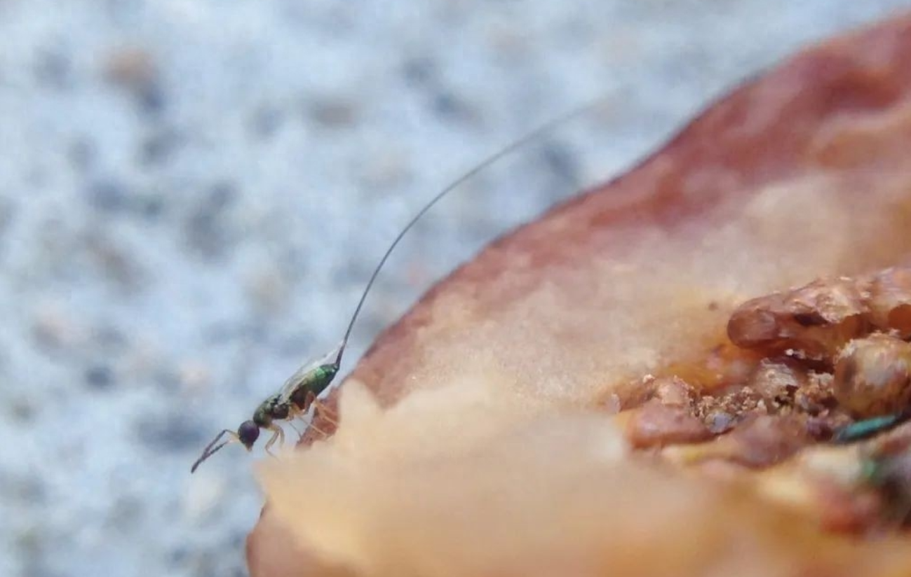 劝你多吃无花果的理由,1个就够了!