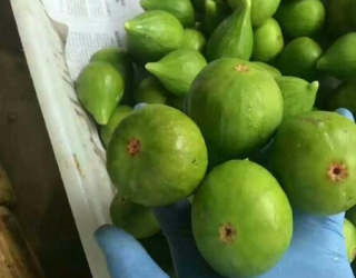 无花果是不是连皮一起吃（无花果是剥皮吃吗还是直接吃）