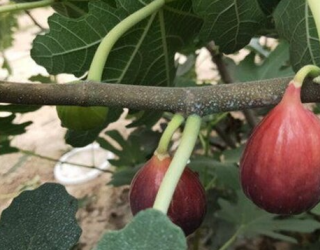 无花果是不是连皮一起吃（无花果是剥皮吃吗还是直接吃）