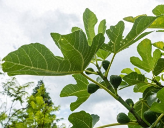 无花果是“凶树”吗？院子里栽种无花果树好不好？看完心里有数了