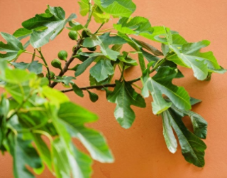 无花果是“凶树”吗？院子里栽种无花果树好不好？看完心里有数了