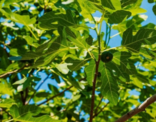无花果是“凶树”吗？院子里栽种无花果树好不好？看完心里有数了