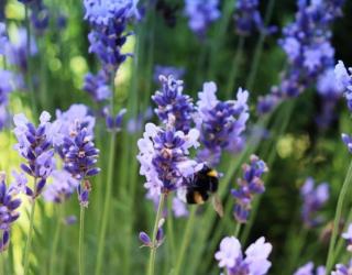 薰衣草精油护肤怎么用（具体使用方法）