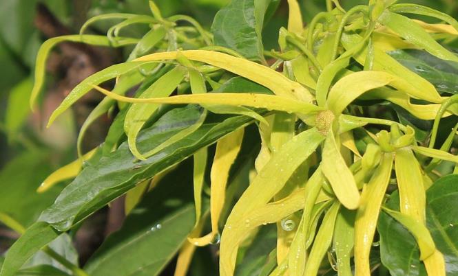 男性壮阳精油哪种效果最好(及使用方法)