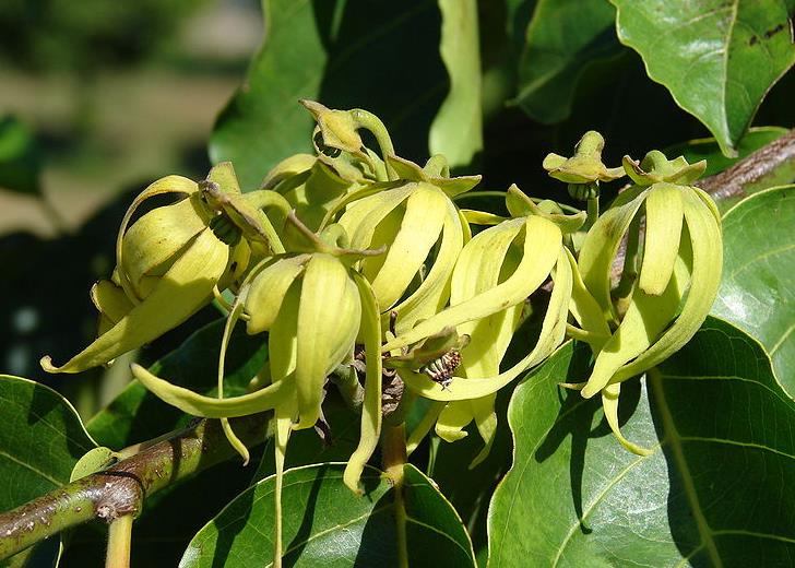 依兰依兰精油的禁忌(使用禁忌和注意事项)