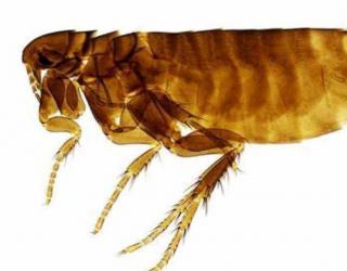 什么是跳蚤，跳蚤叮咬是什么样的？