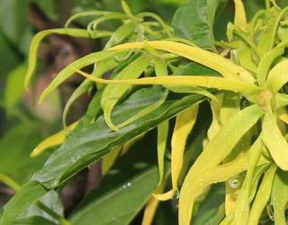 男性壮阳精油哪种效果最好（及使用方法）