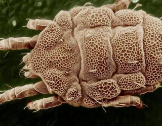 螨虫会咬人吗 - 什么类型的螨虫会咬人