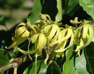 依兰依兰精油的禁忌（使用禁忌和注意事项）