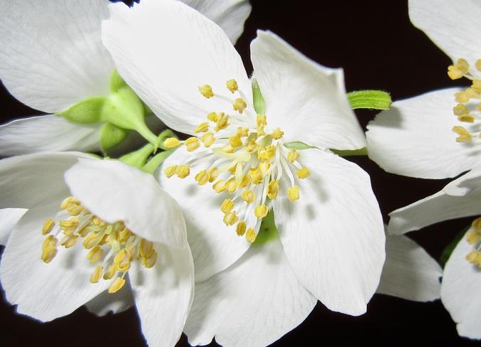 茉莉精油男人使用方法有哪些?