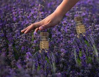 三种方法更好的使用薰衣草精油