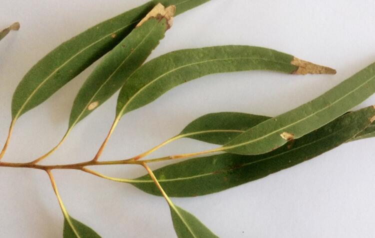 尤加利精油儿童能用吗(儿童使用尤加利精油注意事项)